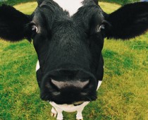 Header vaca la leche no es sana
