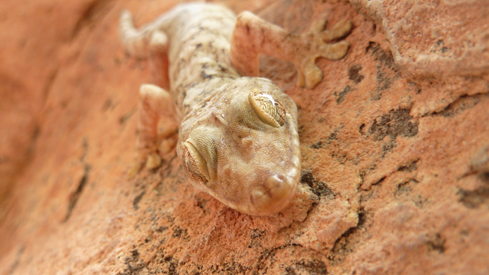Gecko en la roca de la Mojarra