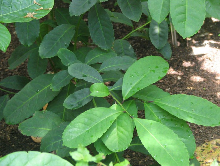 yerba-mate-plant1